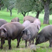 Iberico Fresh Pork Meats